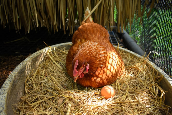 kura znosząca jajka